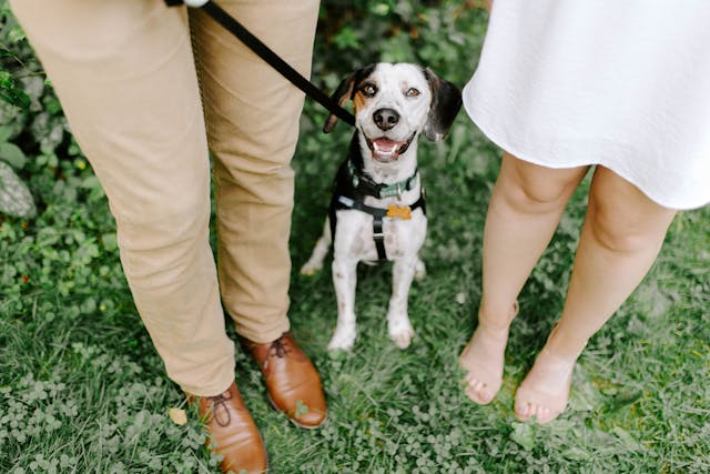 Finding a Pet-Friendly Rental