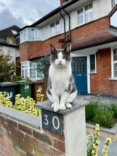 Cat sitting on fence above 30 address plaque